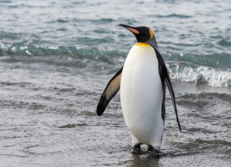 H-410 Pingüino Rey